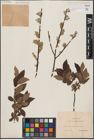 Foto von Salix aurita L. x Salix lapponum L.